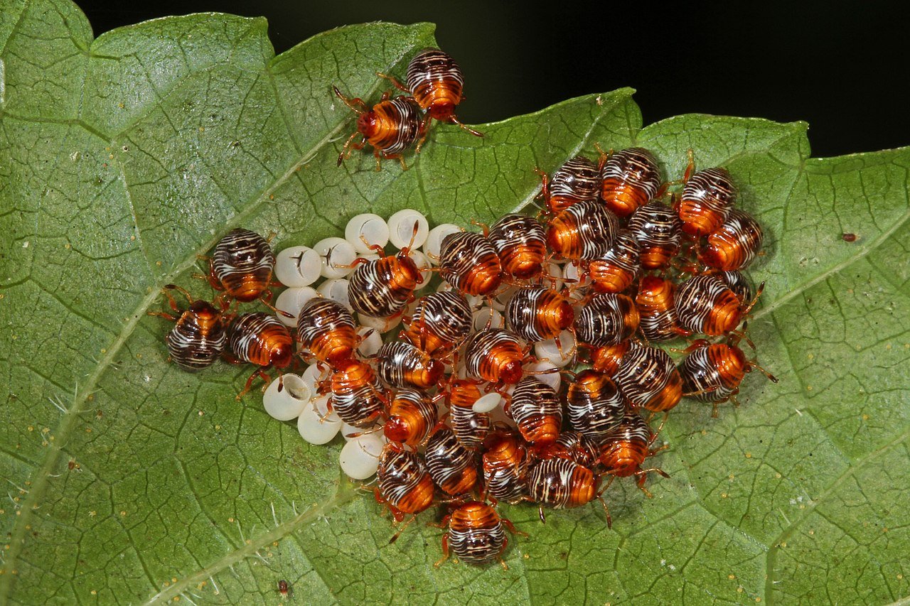 First instar stink bug nymphs clustered on hatched egg shells