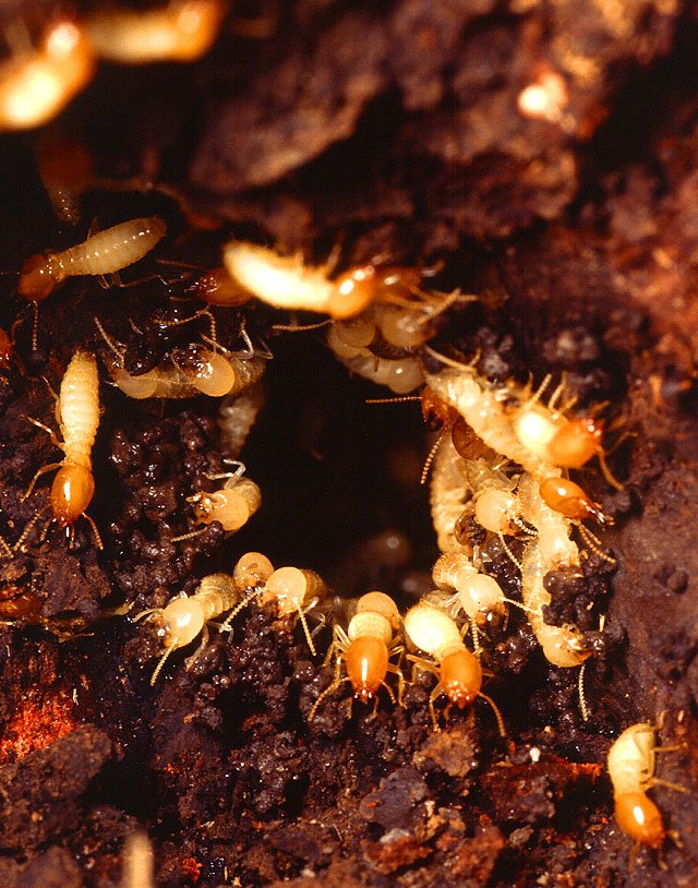 Subterranean termite workers in soil