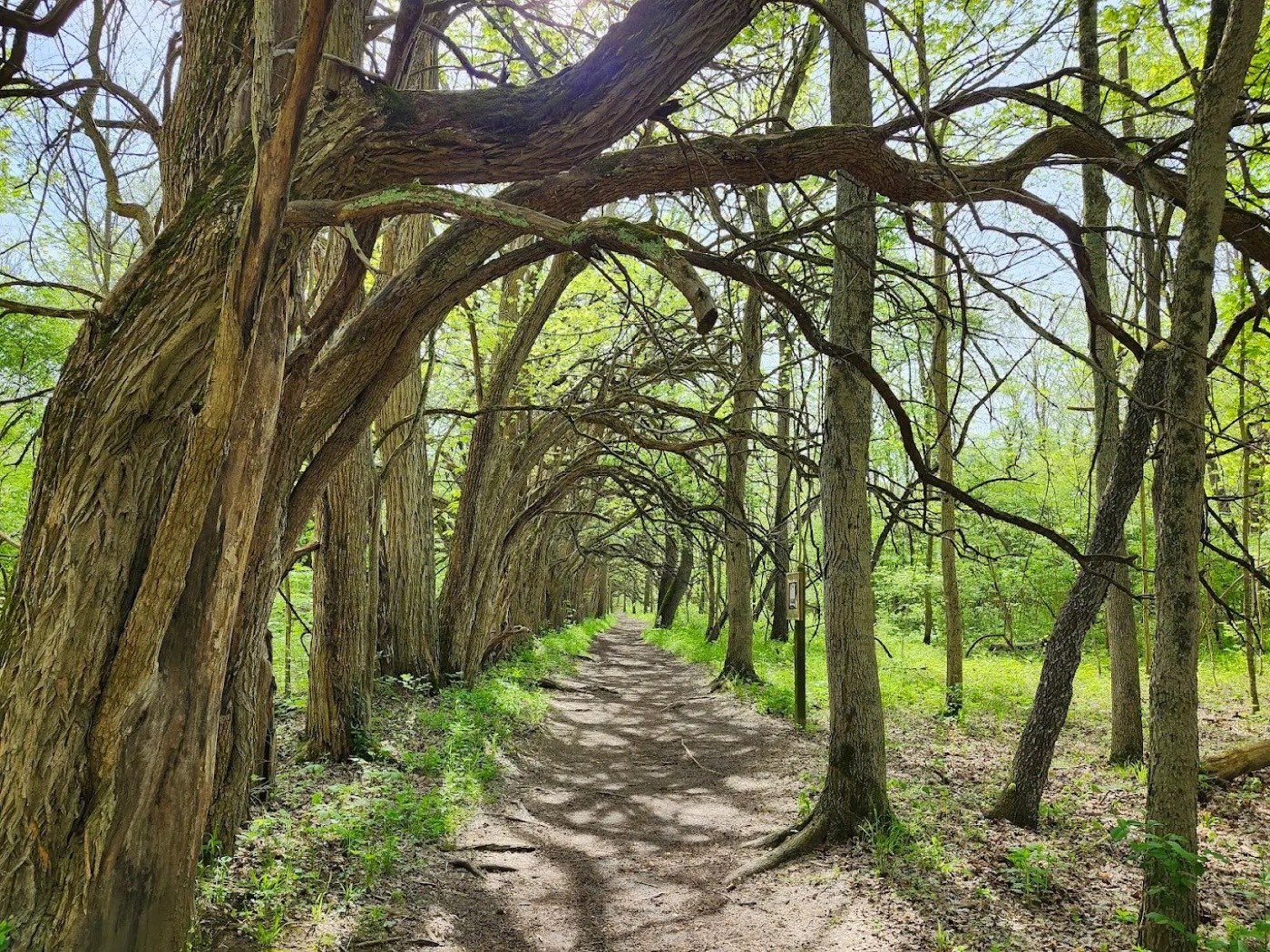 A tree-arched trail at Sugarcreek MetroPark near Washington Township and Bellbrook, Ohio