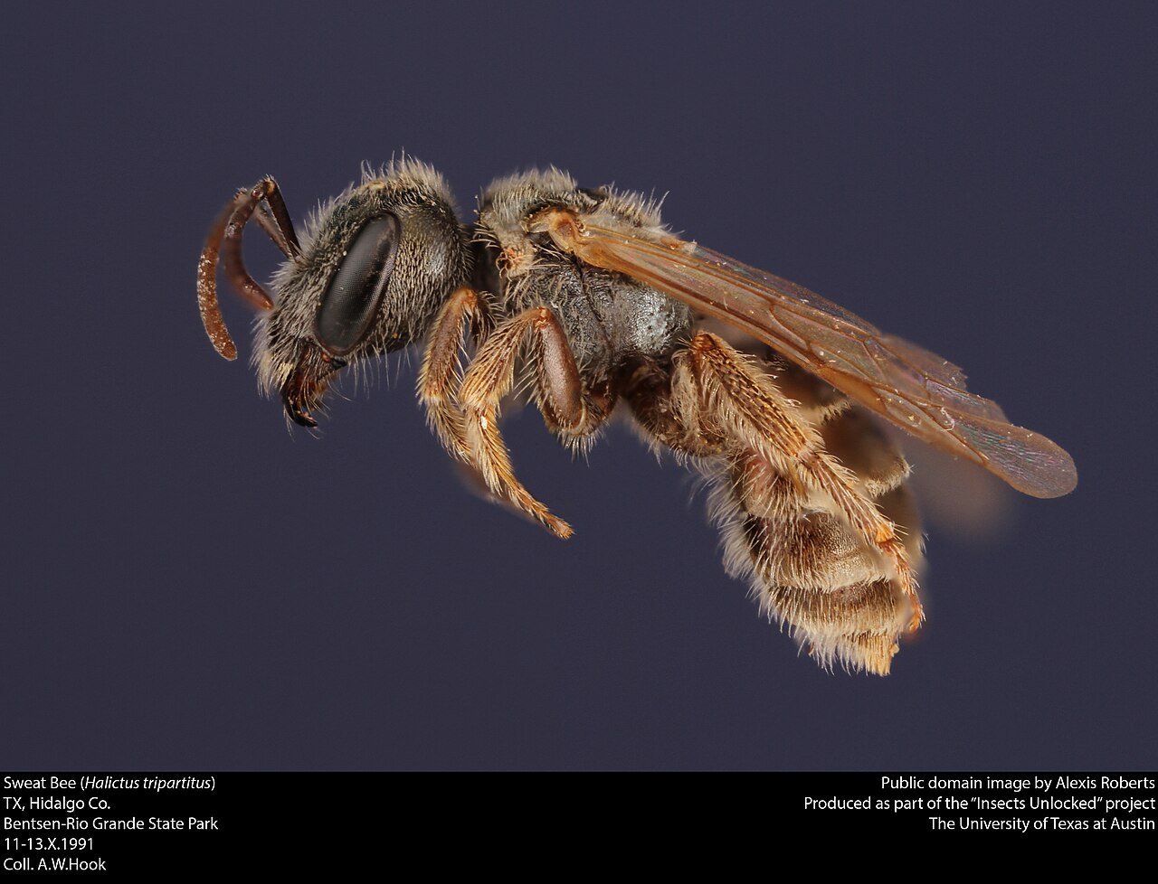 Sweat bee on skin