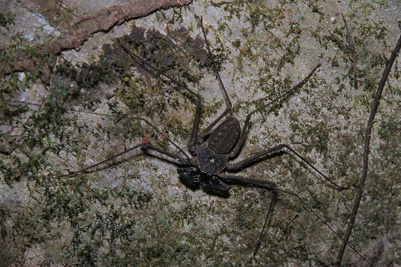 Tailless whip scorpion showing whip legs and pedipalps