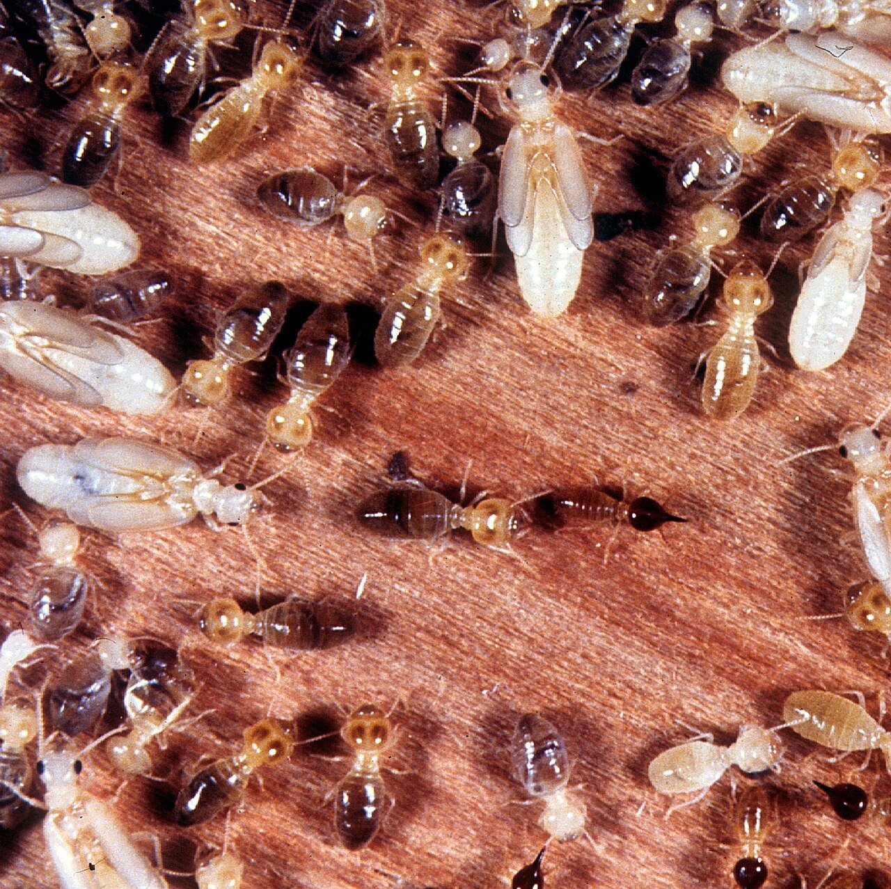 Termite colony members - workers, soldiers, nymphs