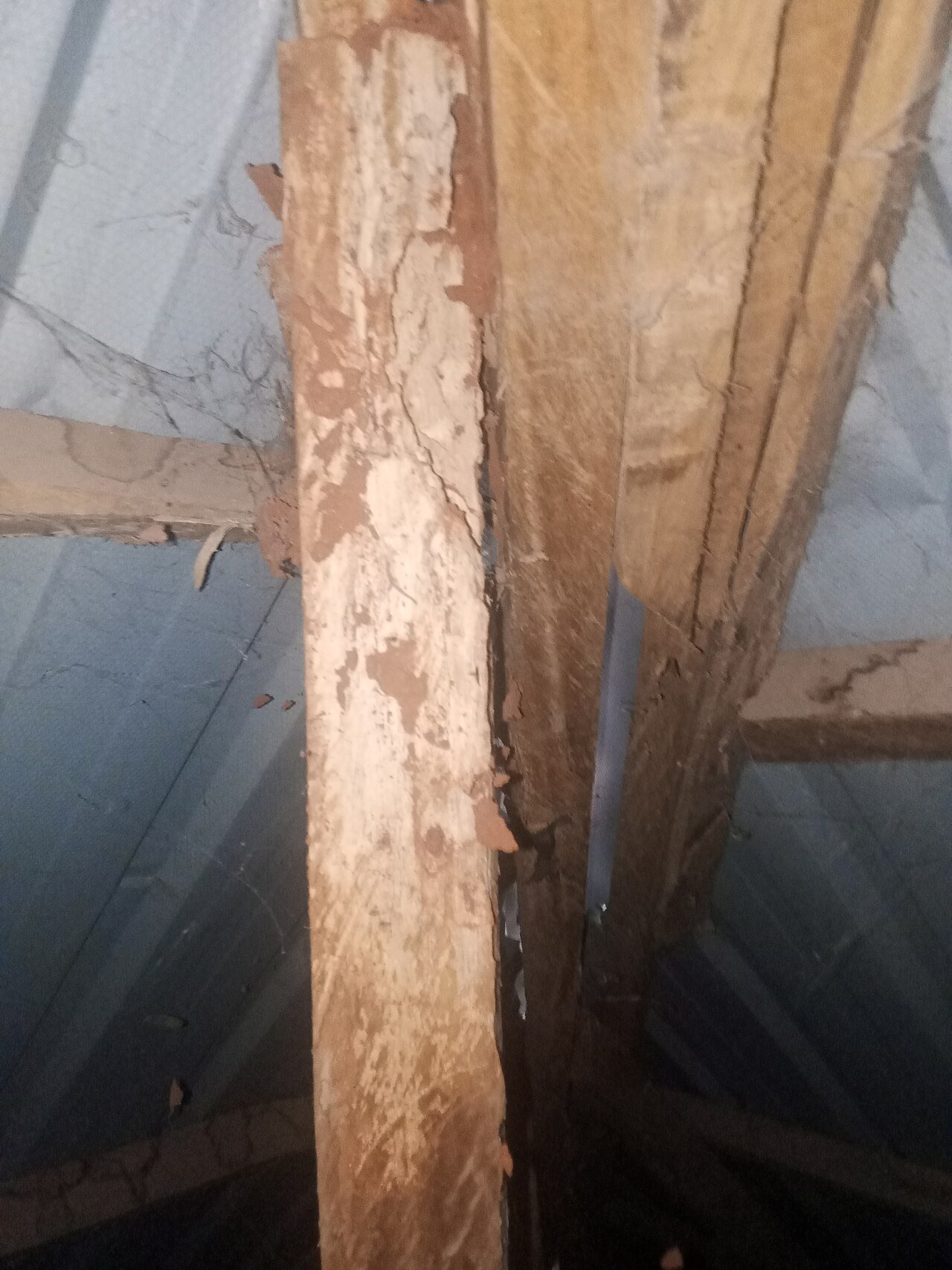 Inspector examining timber near landscape