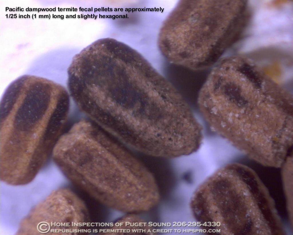Drywood termite frass pellets like coffee grounds