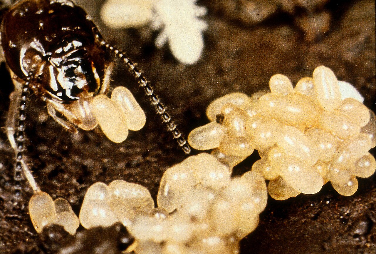 A termite queen — the swollen egg engine at the center of every colony, and the only target that ends one