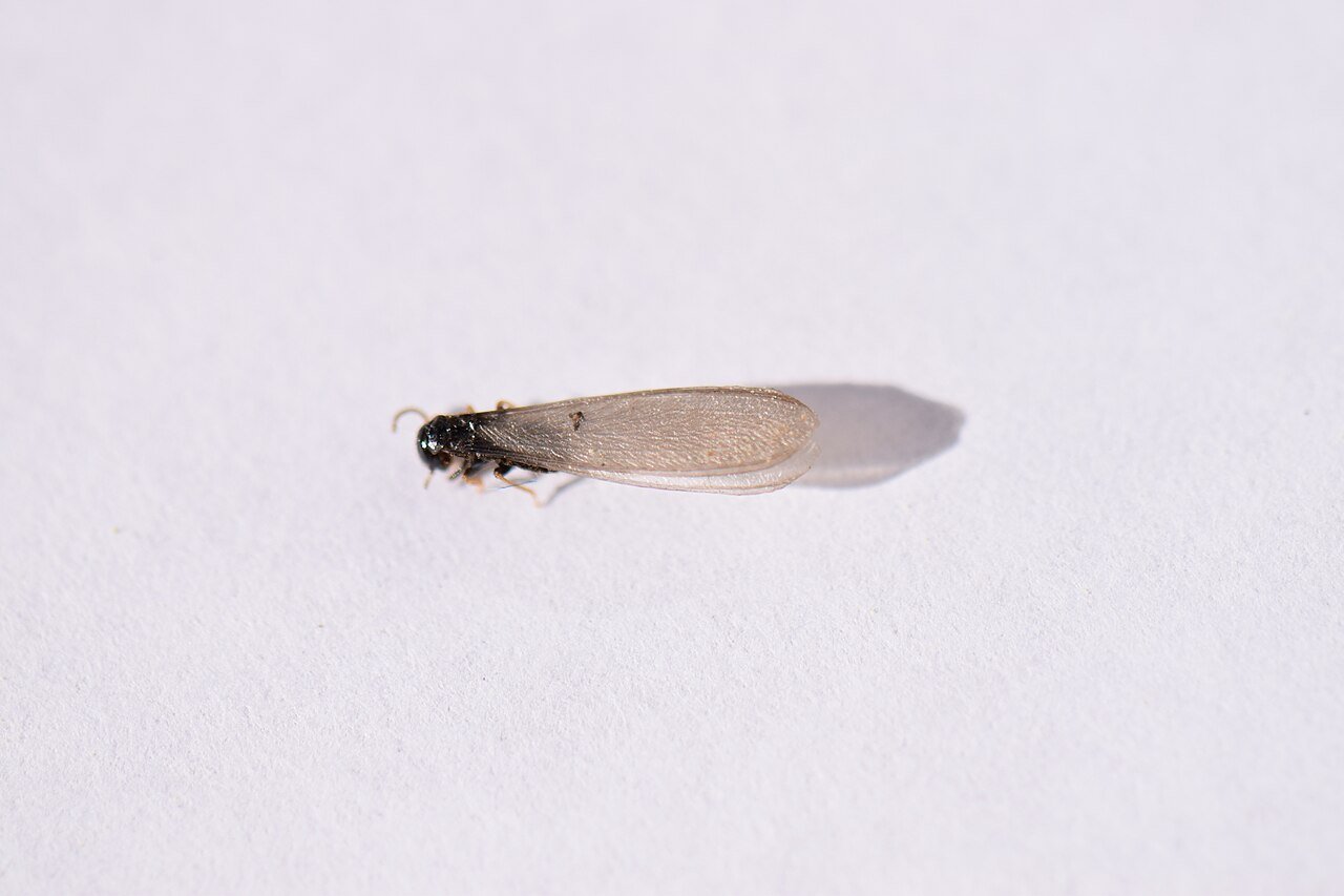 Eastern subterranean termite swarmer showing equal wings and straight waist