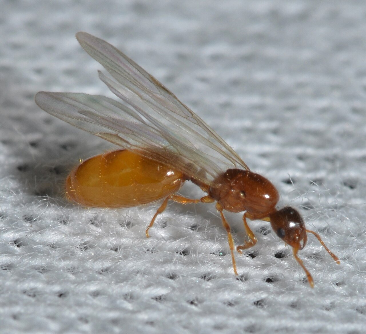 A thief ant — at a sixteenth of an inch, the smallest ant in Ohio kitchens, and the one sugar baits never touch