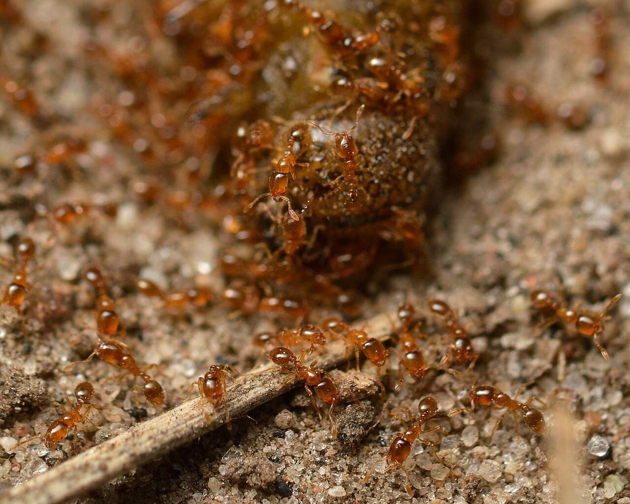Thief ants swarming a protein find — grease and meat, not sugar, is what recruits this species