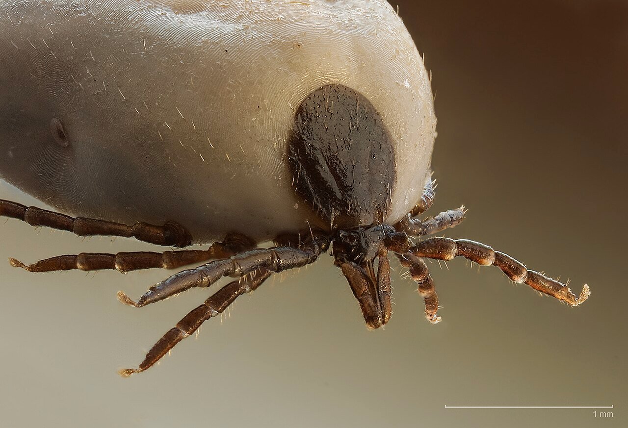 Extreme close-up of a tick showing legs and forward sensory structures