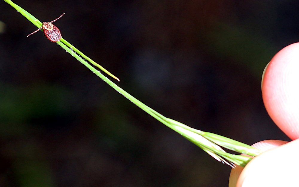 Tick waiting on the tip of a grass blade with forelegs extended
