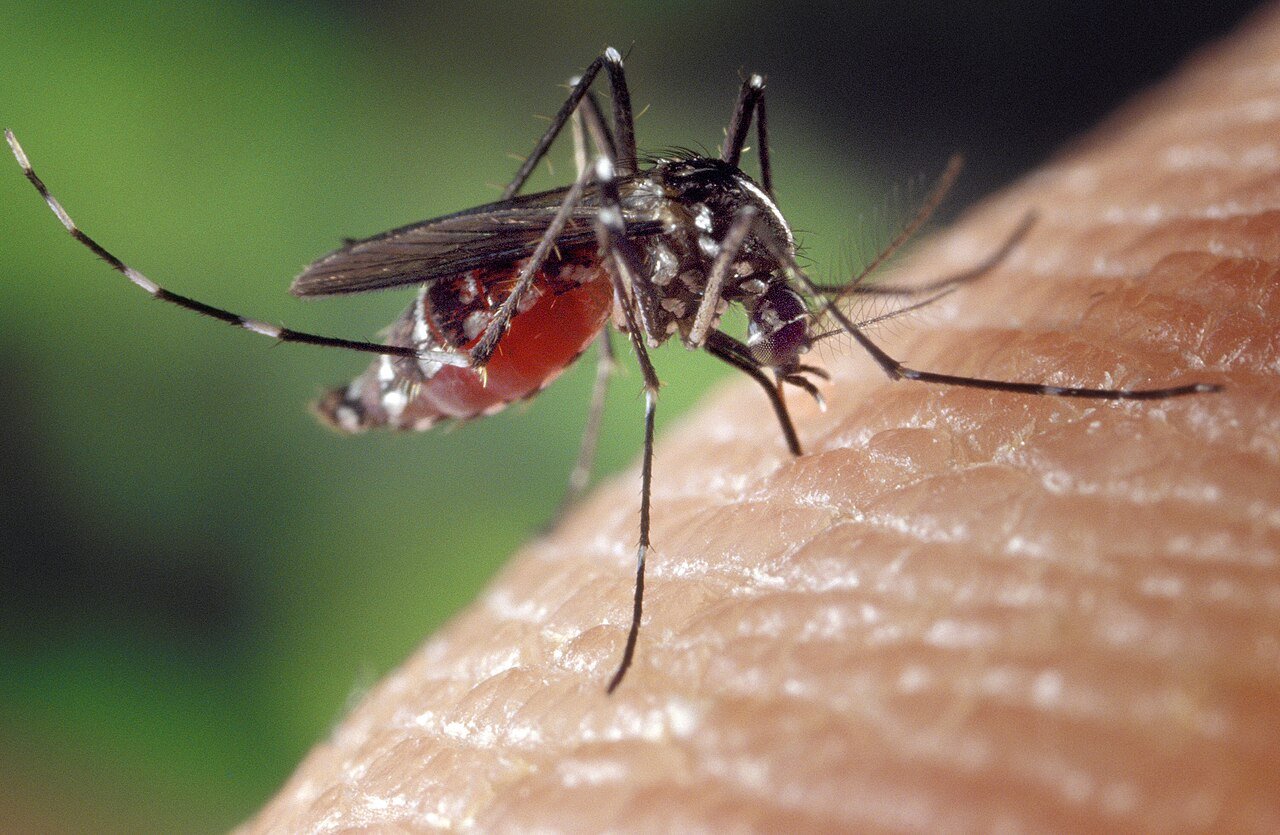 Asian tiger mosquito feeding on skin