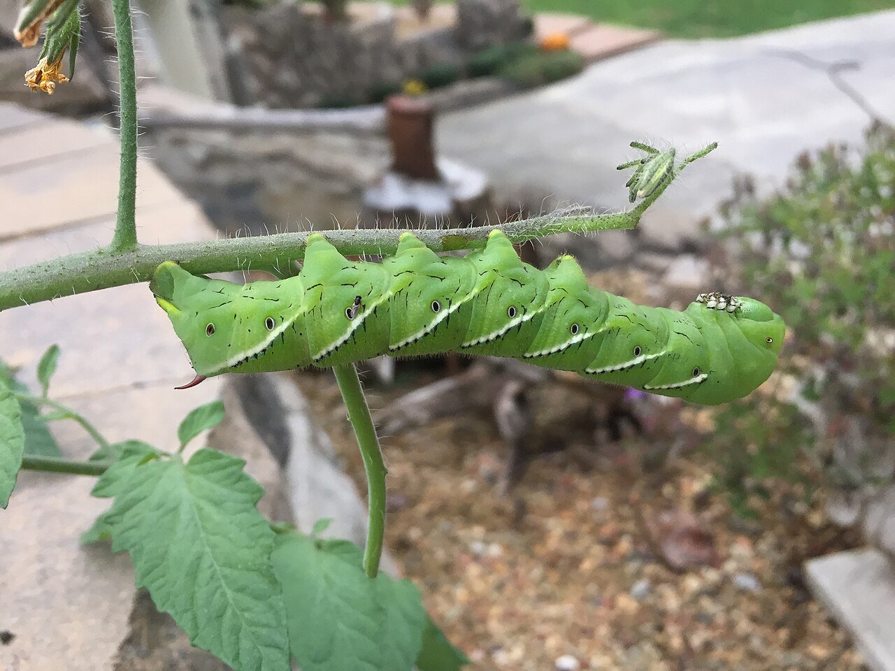 Tomato hornworm eating a tomato plant