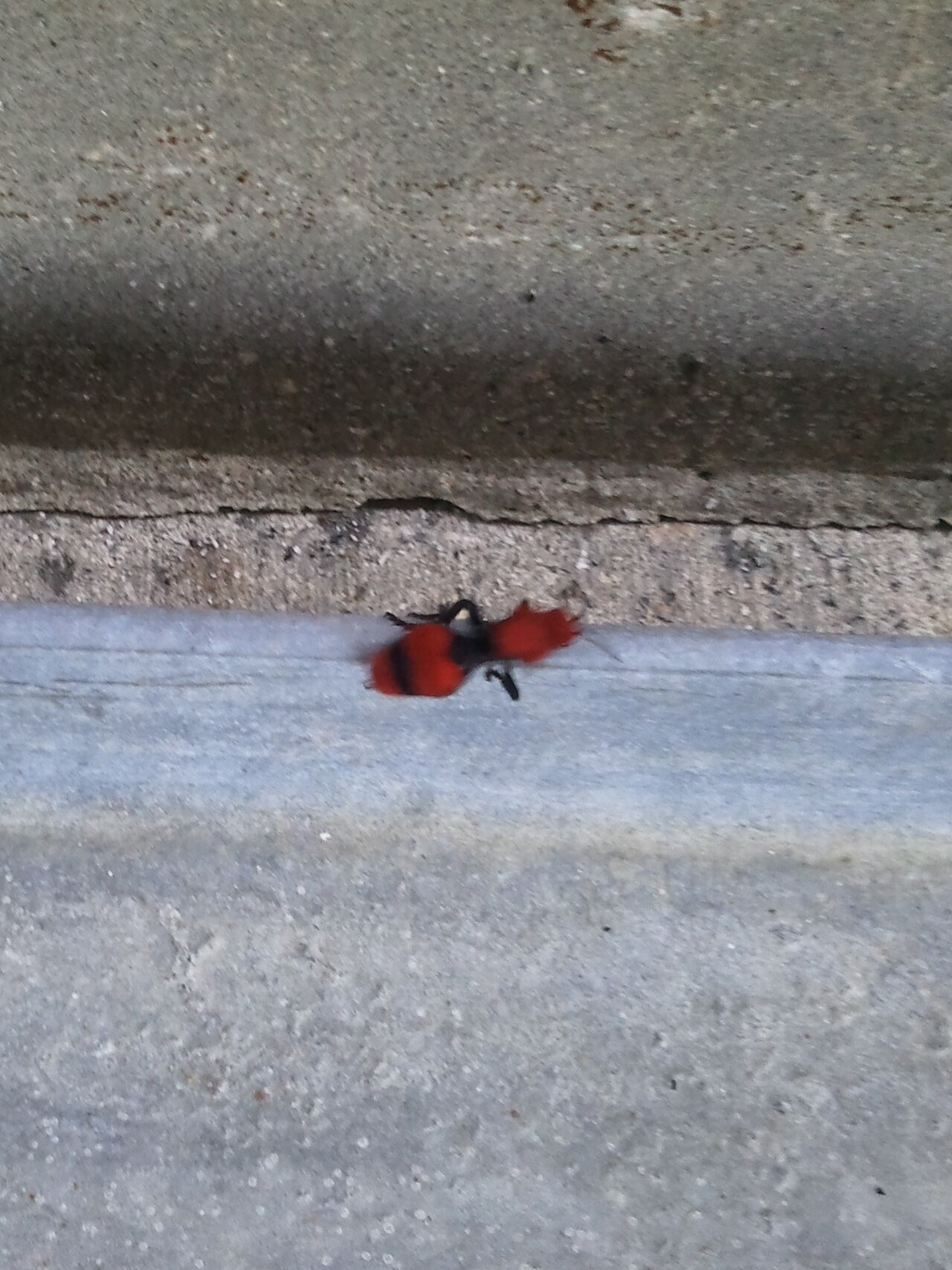 Velvet ant showing dense red pile