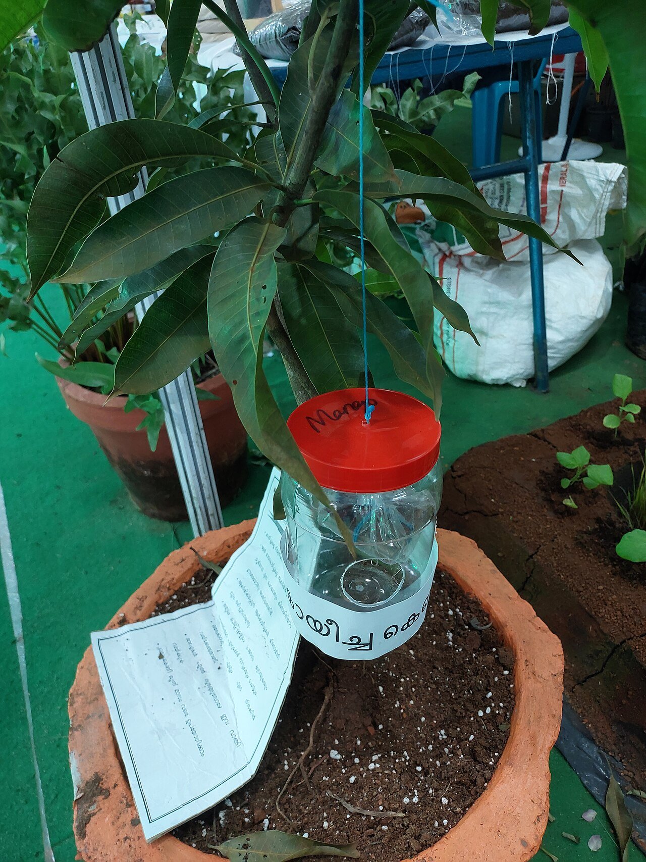 Homemade vinegar fruit fly trap in a jar