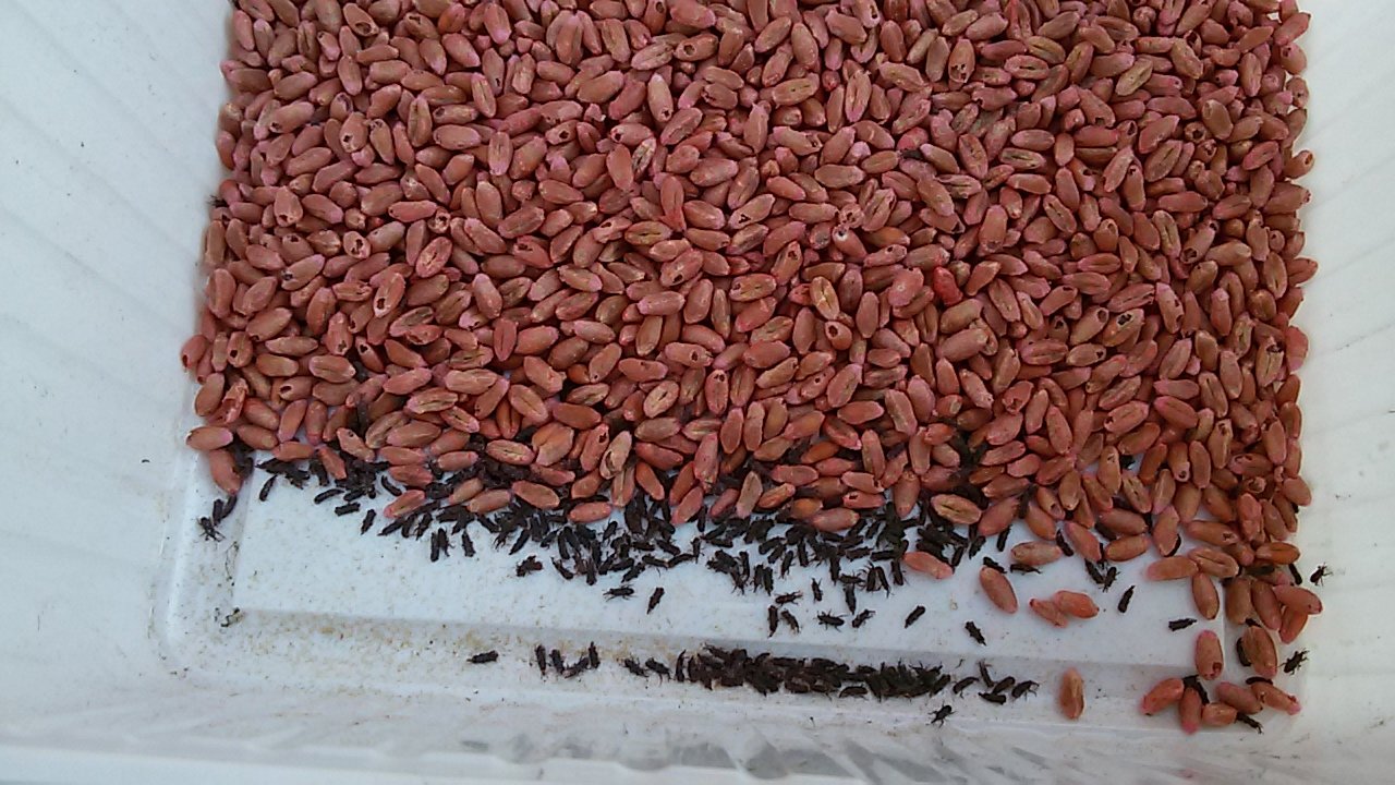 Weevils in a dish of stored grain