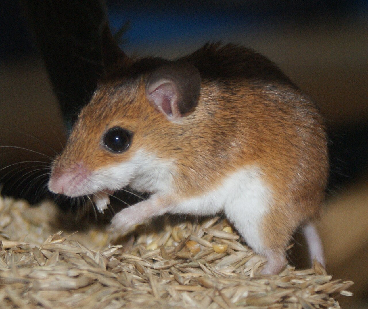 Mouse eating seeds its natural staple food