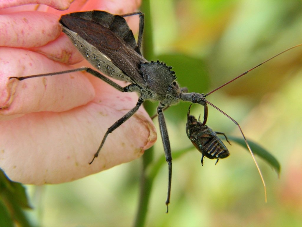 Wheel bug feeding on a Japanese beetle