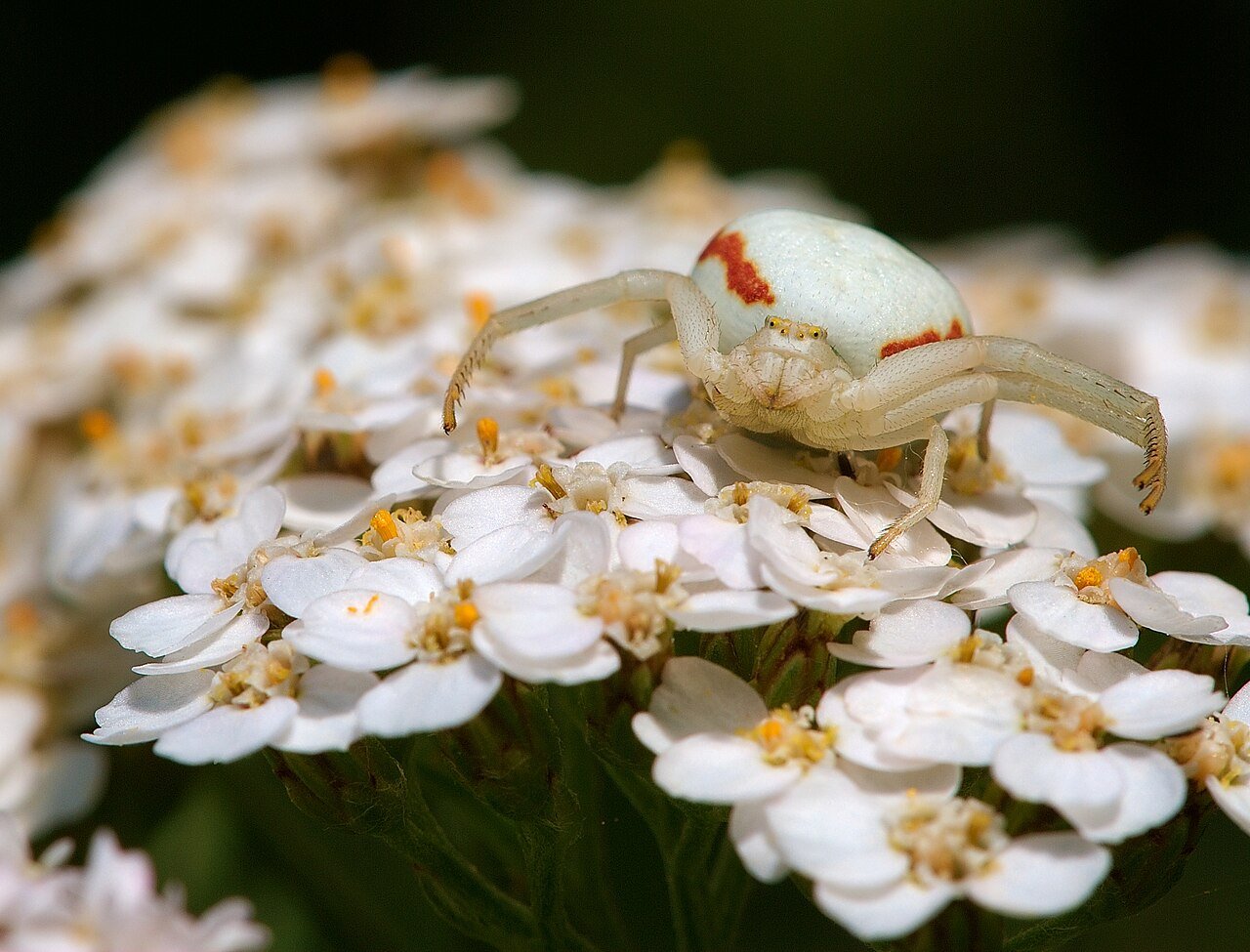 White goldenrod crab spider on a flower