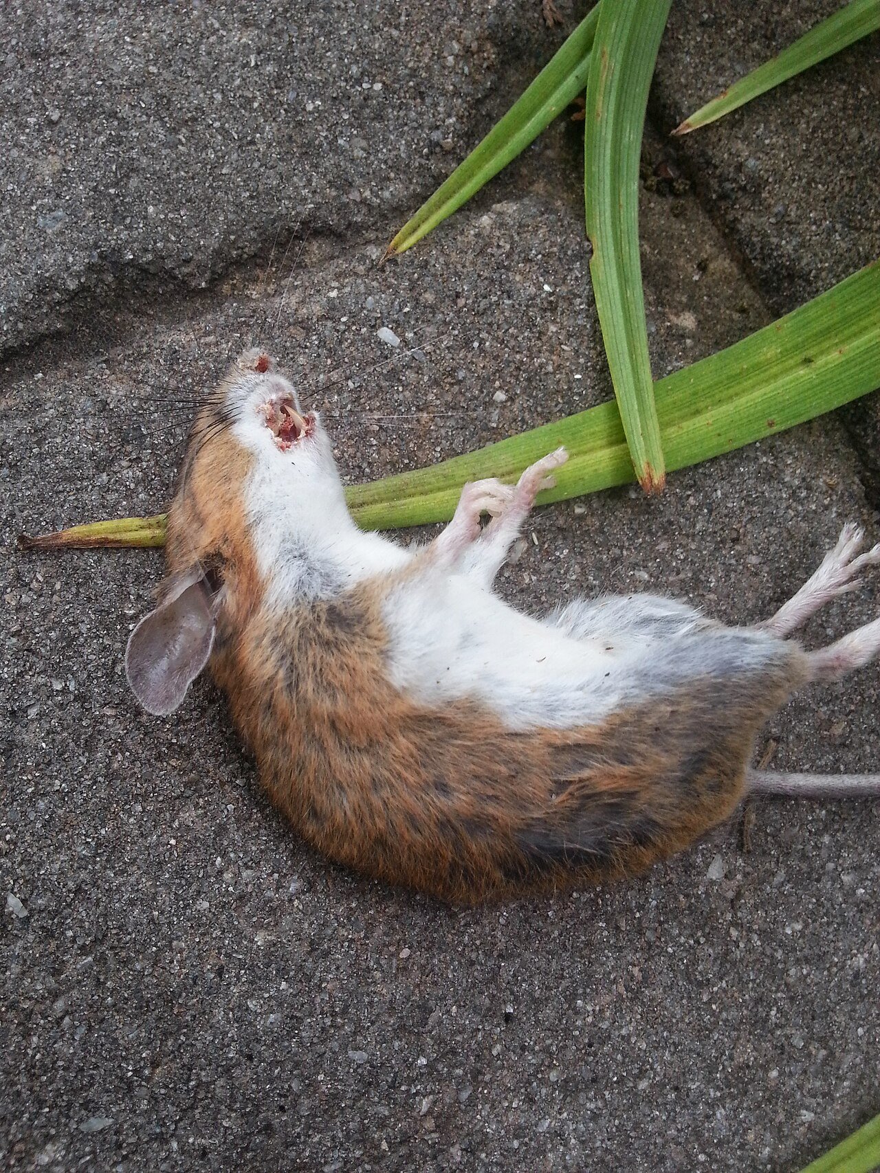 A white-footed mouse — the sharply two-toned, big-eyed native that garages and cabins meet in fall