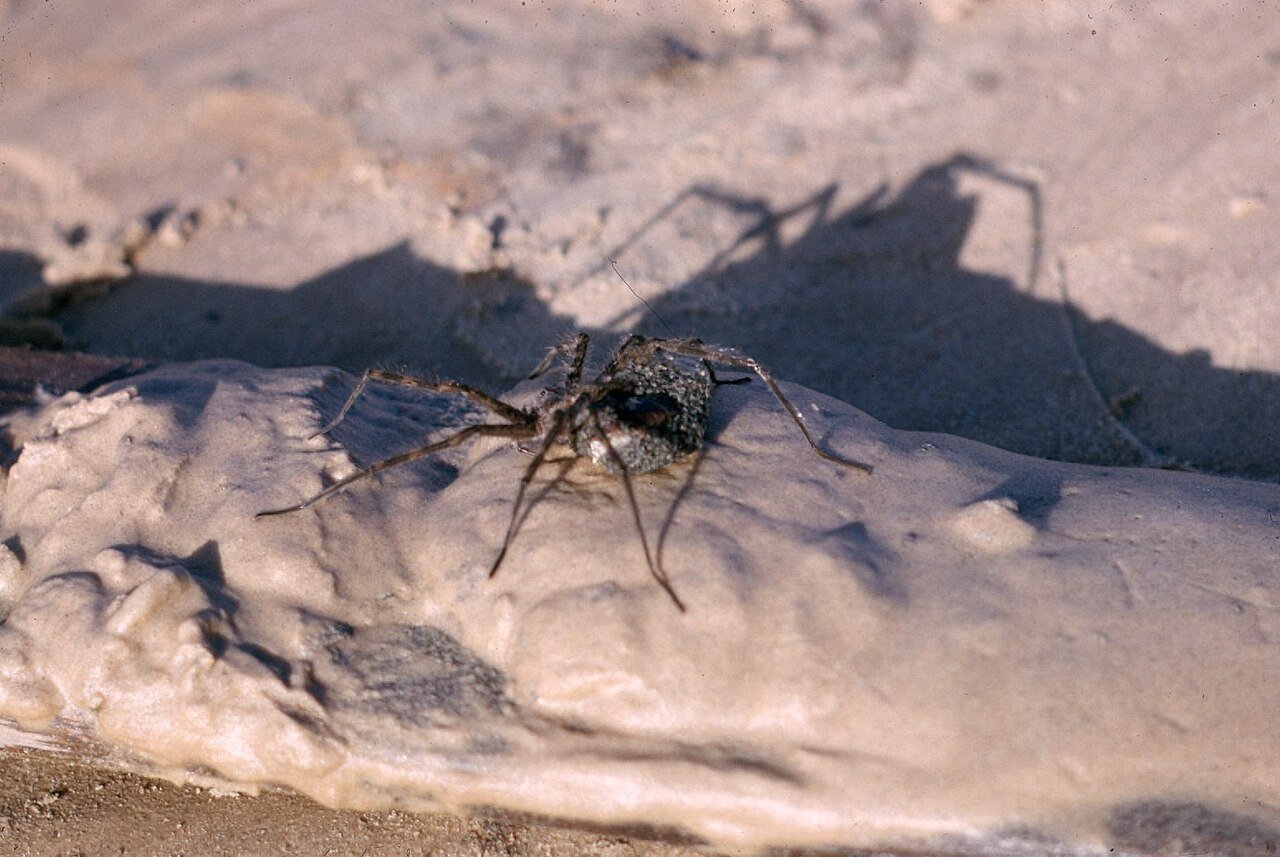 Wolf spider carrying dozens of spiderlings on her back