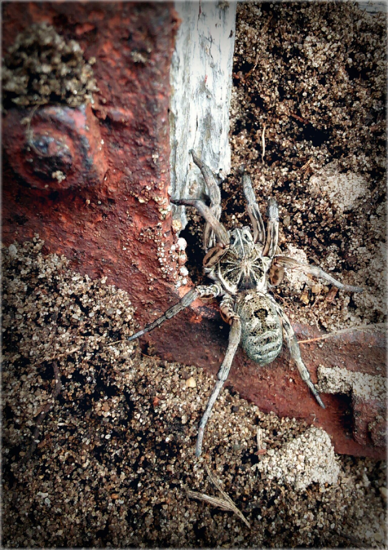 Wolf spider on open ground showing hunting posture
