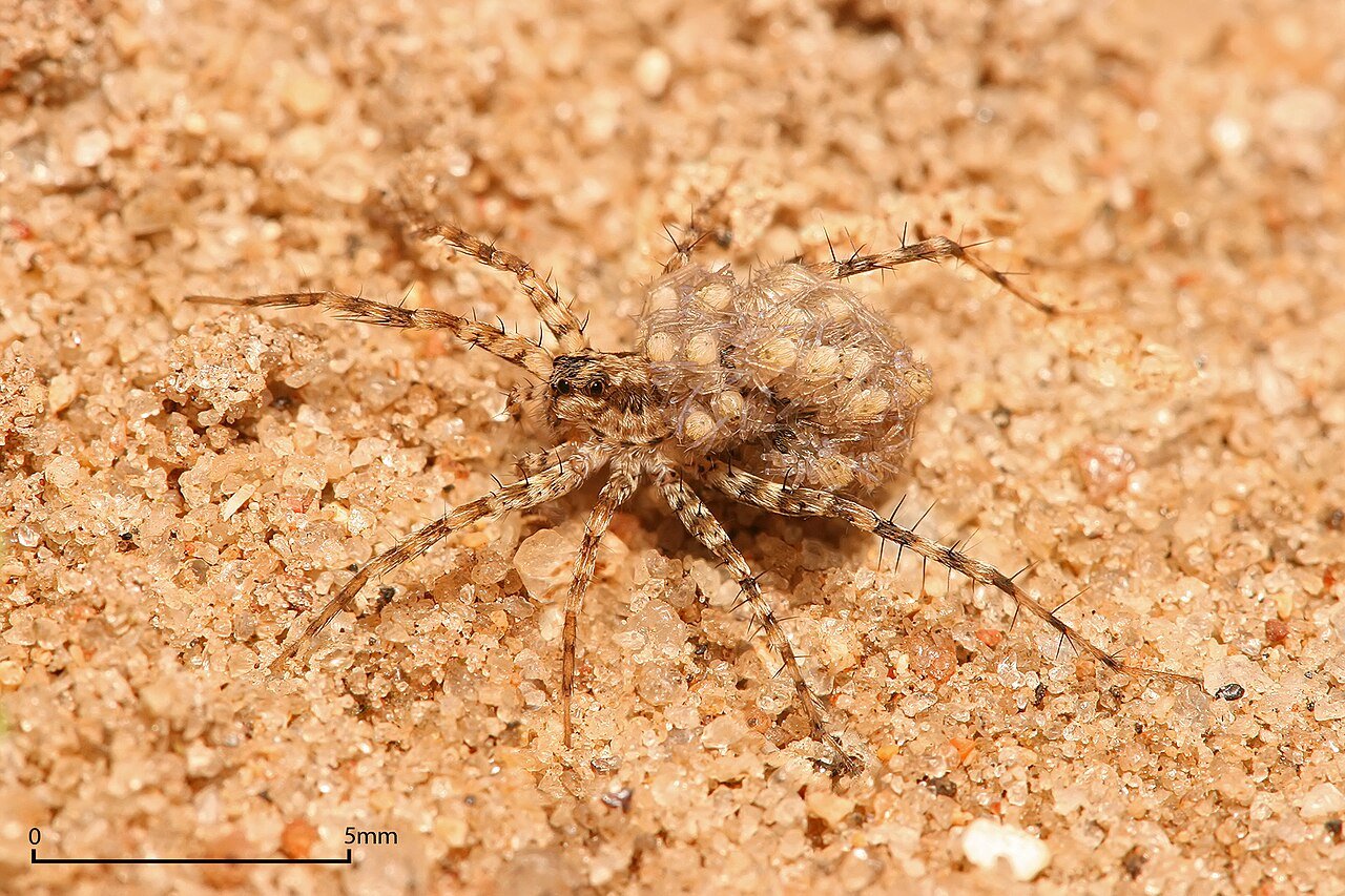 Female wolf spider carrying dozens of spiderlings on her abdomen