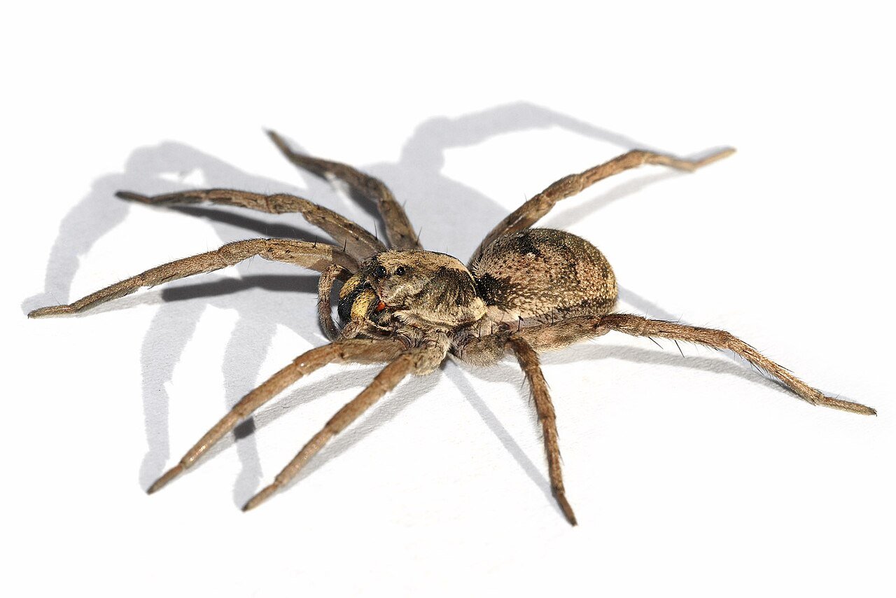 Wolf spider showing stout hairy body and strong legs