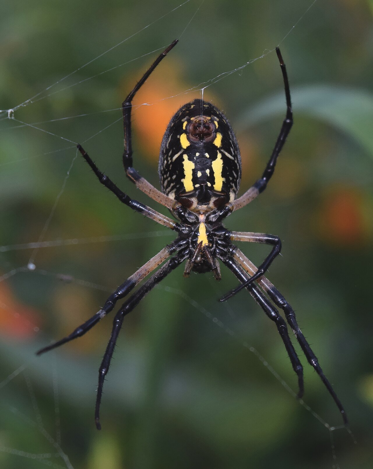 Yellow garden spider on web showing zigzag stabilimentum