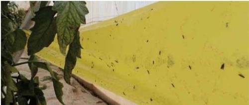 Yellow sticky trap roll used for flying insect monitoring
