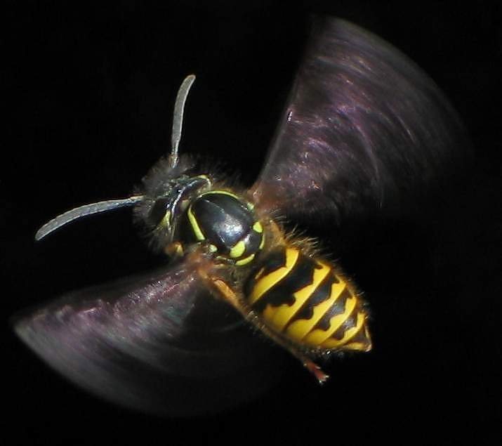 A yellowjacket in flight — note the smooth, nearly hairless body and tucked legs that separate it from any bee
