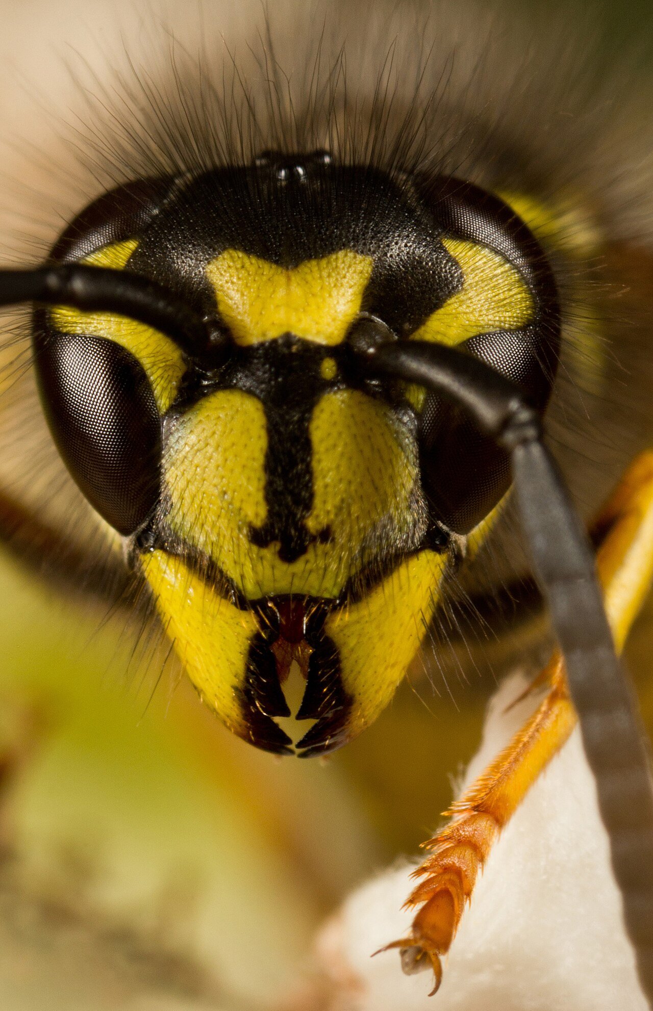 Close-up of a yellowjacket wasp showing black and yellow banding