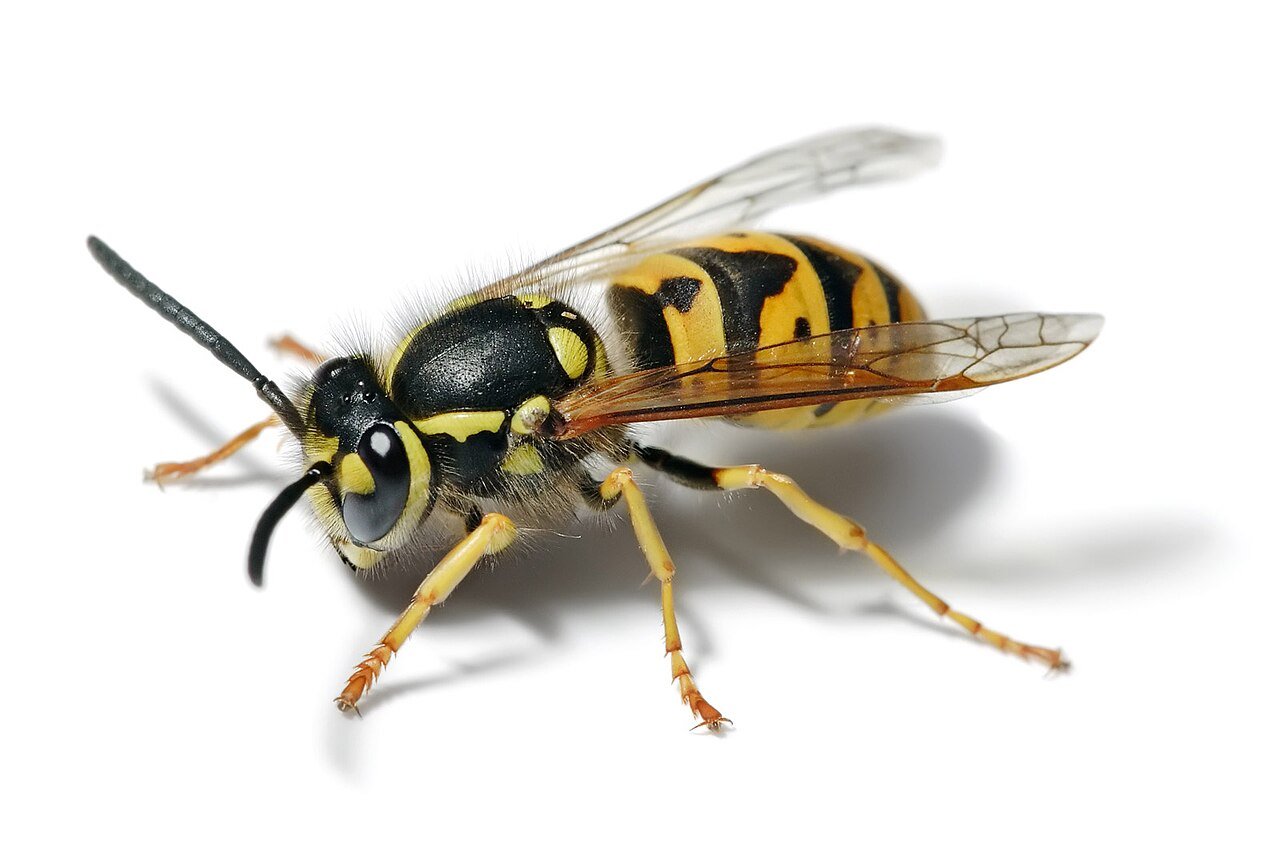 A yellowjacket — ground and void nests are the top professional removal call