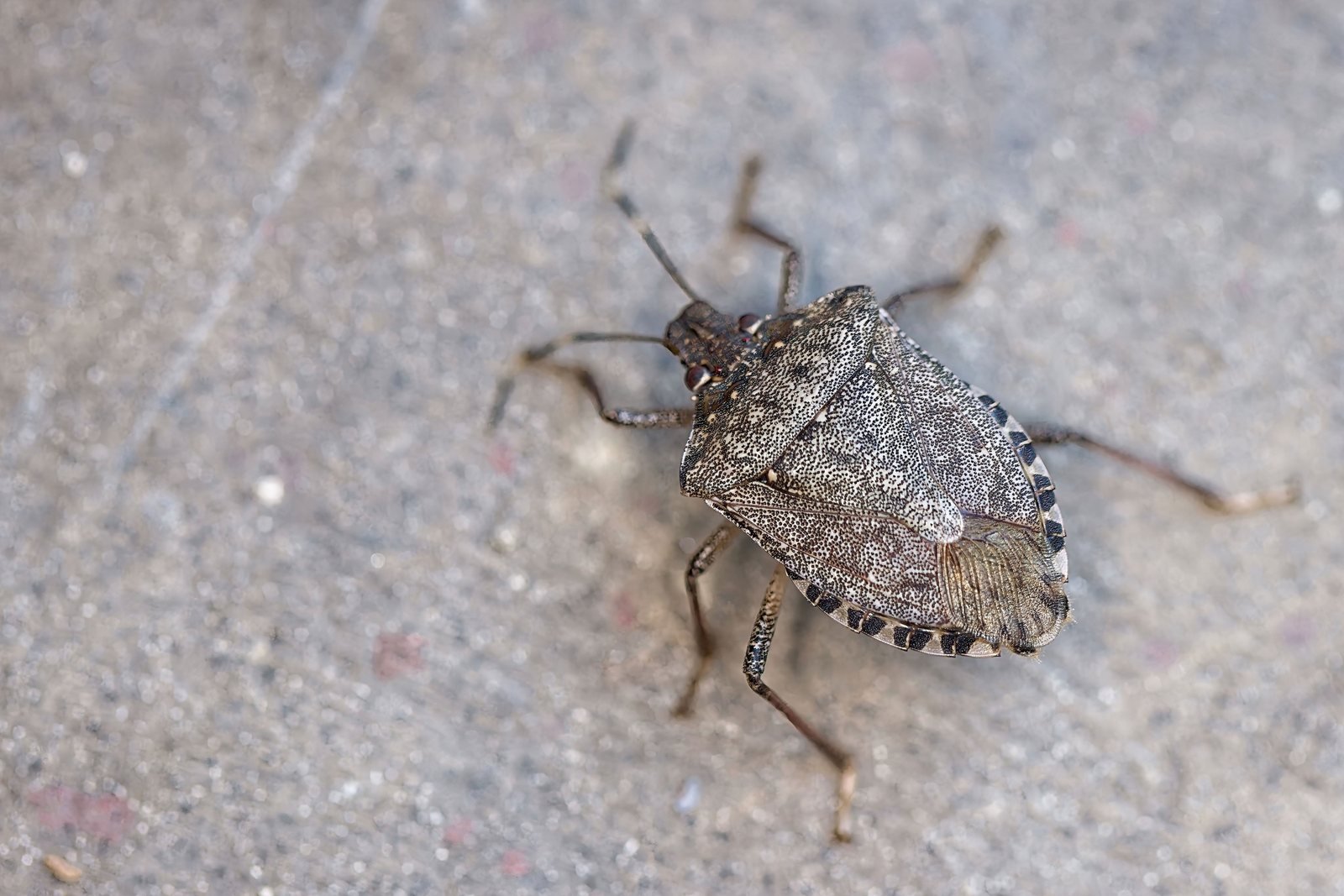 A brown marmorated stink bug on concrete, showing the alternating light and dark banding along the edge of its abdomen