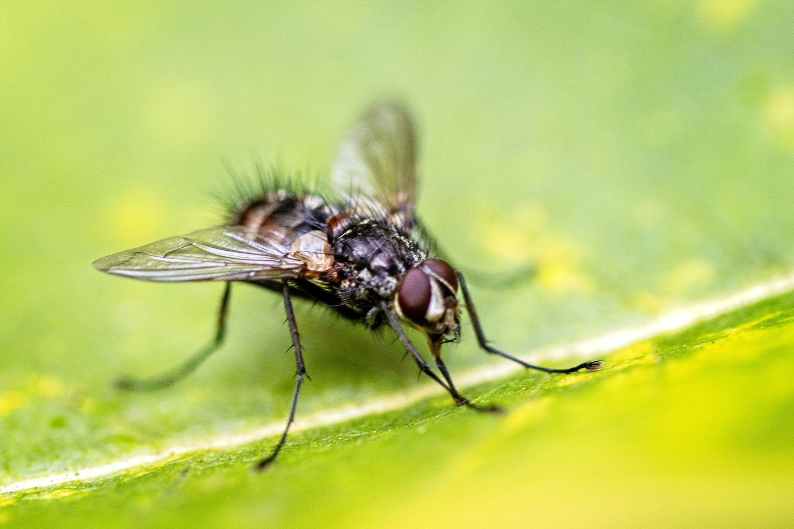 A bristly fly resting on a green leaf, wings folded back and compound eyes deep red.