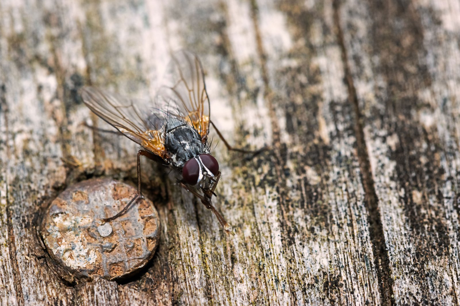 A fly on weathered gray decking beside a rusted screw head.