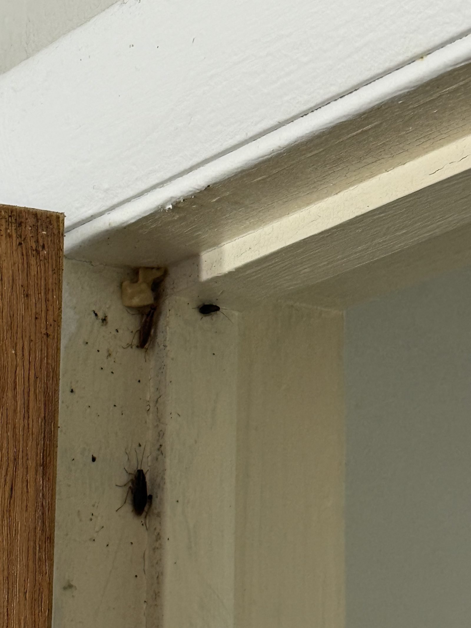 German cockroaches feeding on a freshly placed gel bait bead in a Dayton-area kitchen door frame, with fecal spotting along the jamb