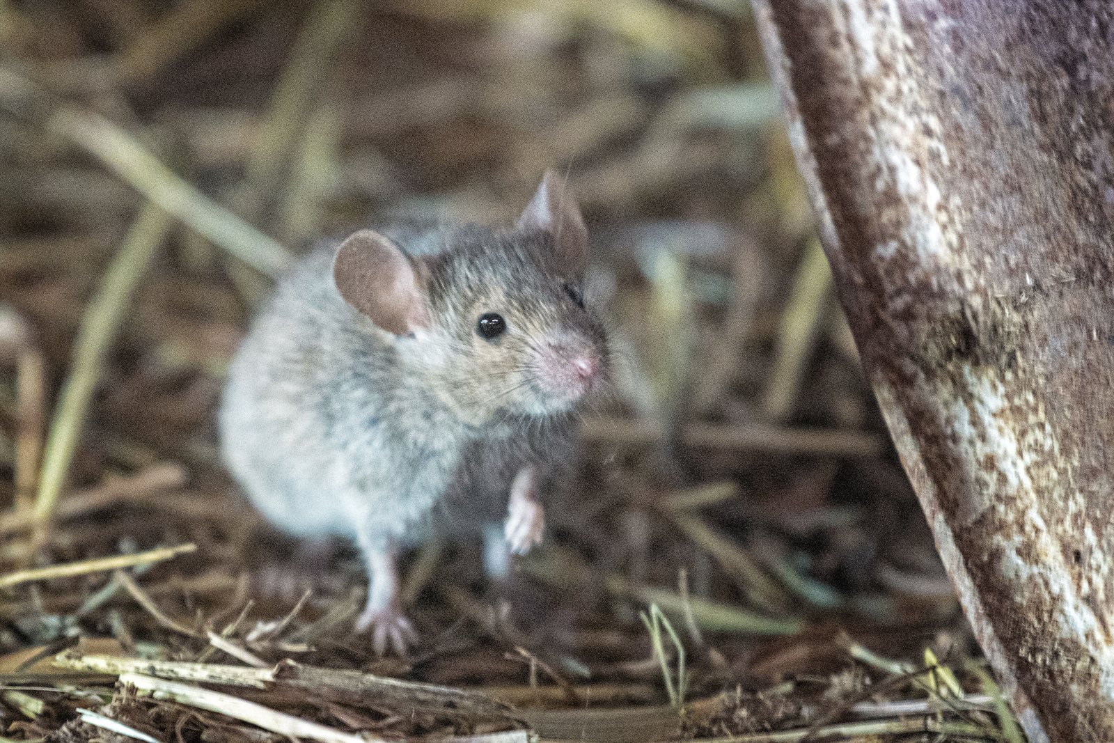 A house mouse among straw, ears and whiskers forward — the species behind nearly every report of mice in the walls