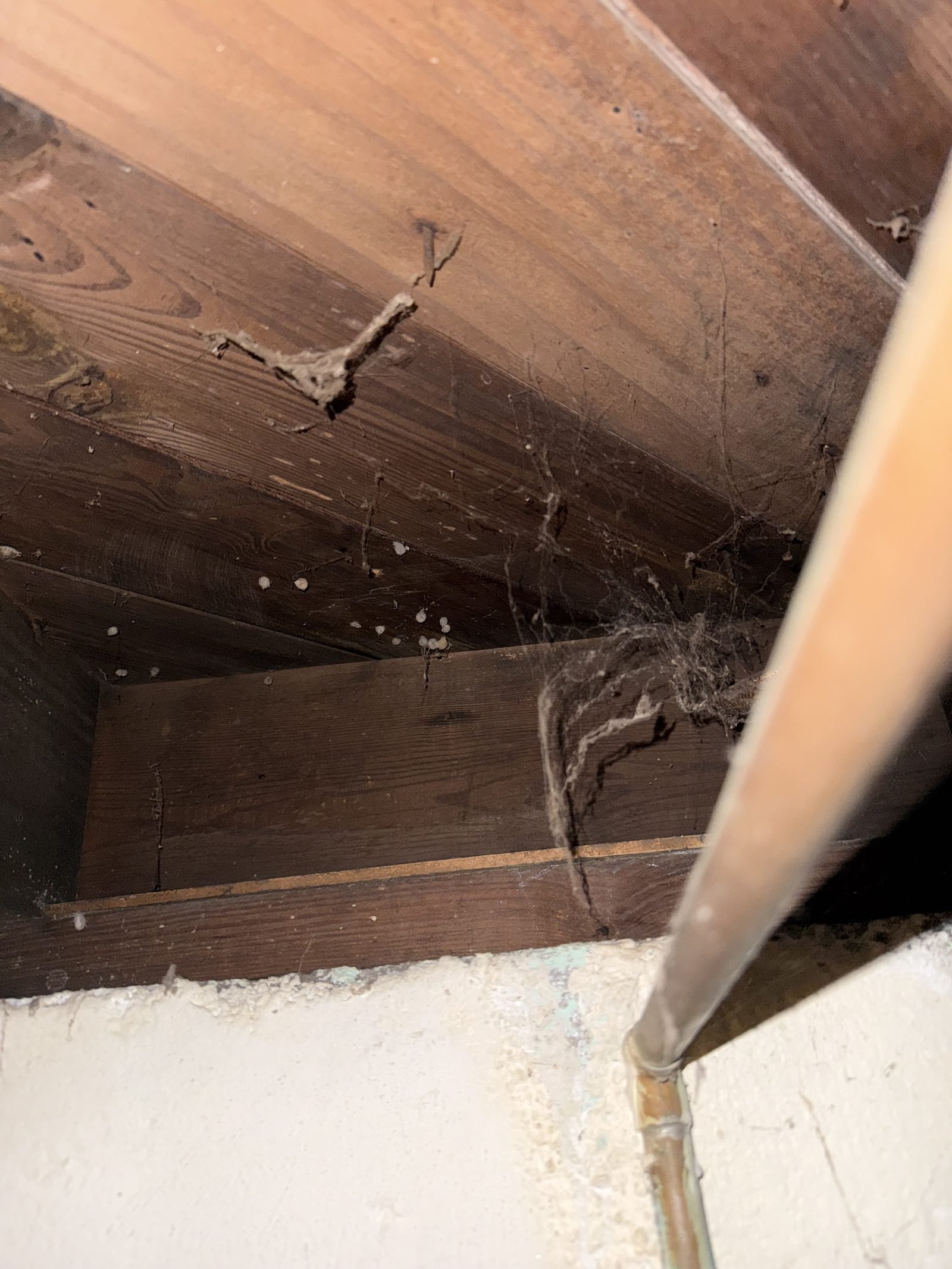 Spider egg sacs and webbing in a basement sill cavity during an inspection