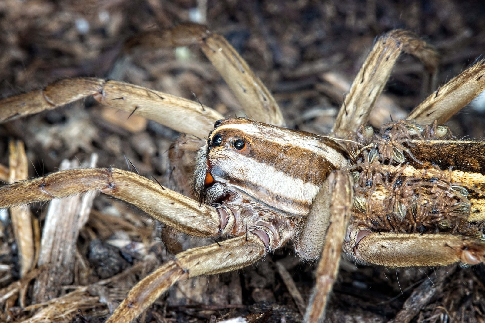 Close-up of a female wolf spider with bold cream stripes on her carapace, spiderlings massed on her back.